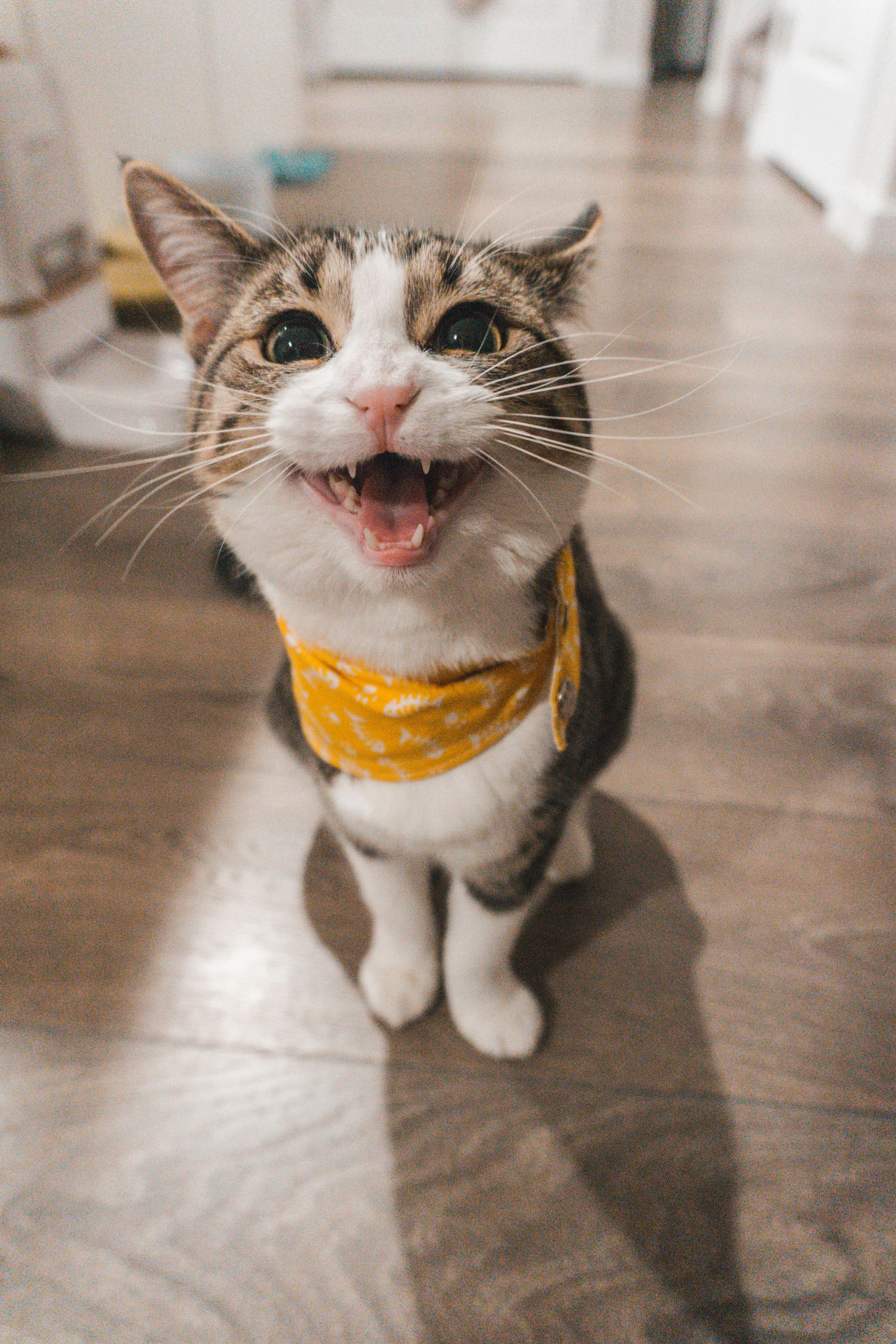 Cat wearing a little bandana with her mouth open