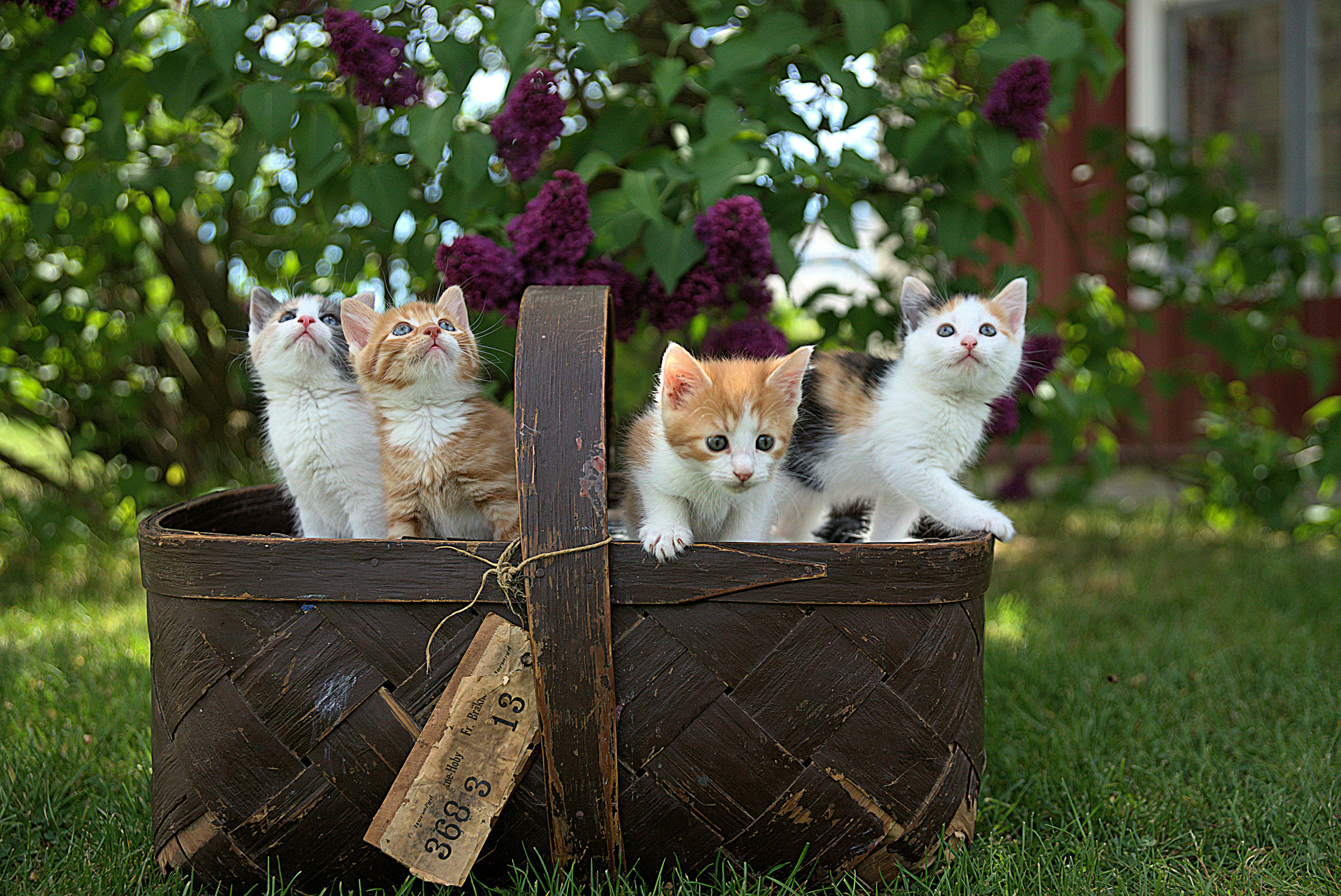 A basket filled with 4 kittens of different patterns