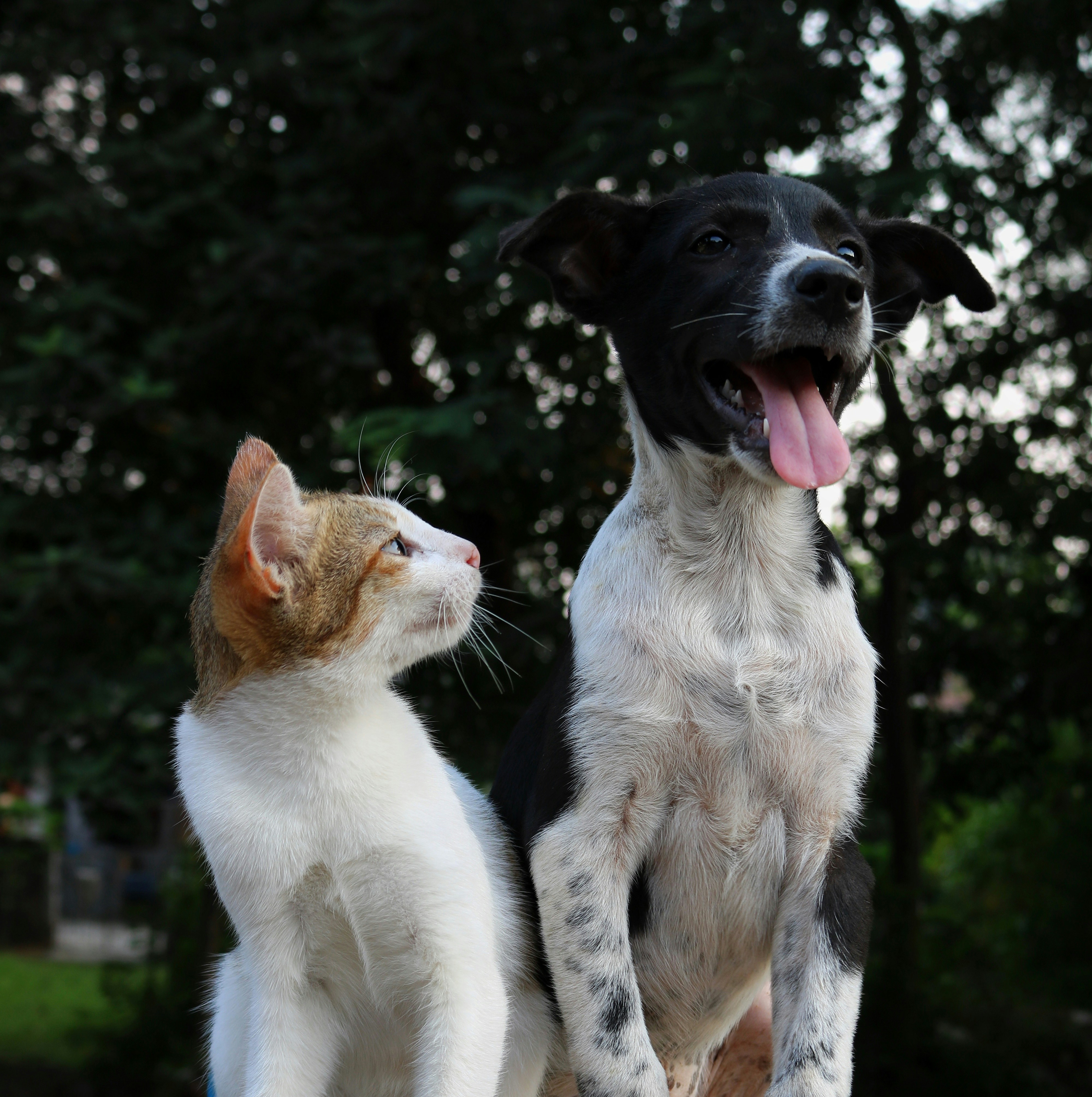 White cat with a spot of brown on head looking at a tuxedo dog
