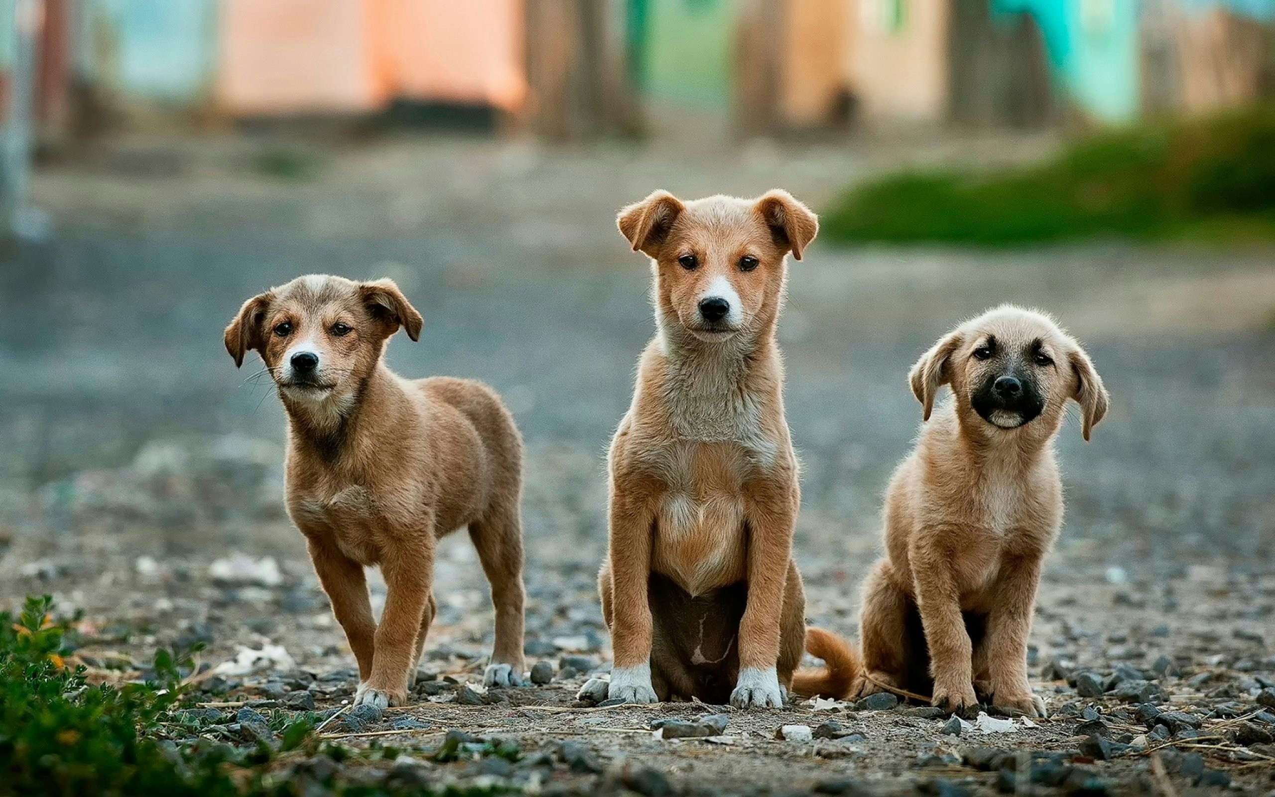 Three small brown dogs on the street looking at the camera