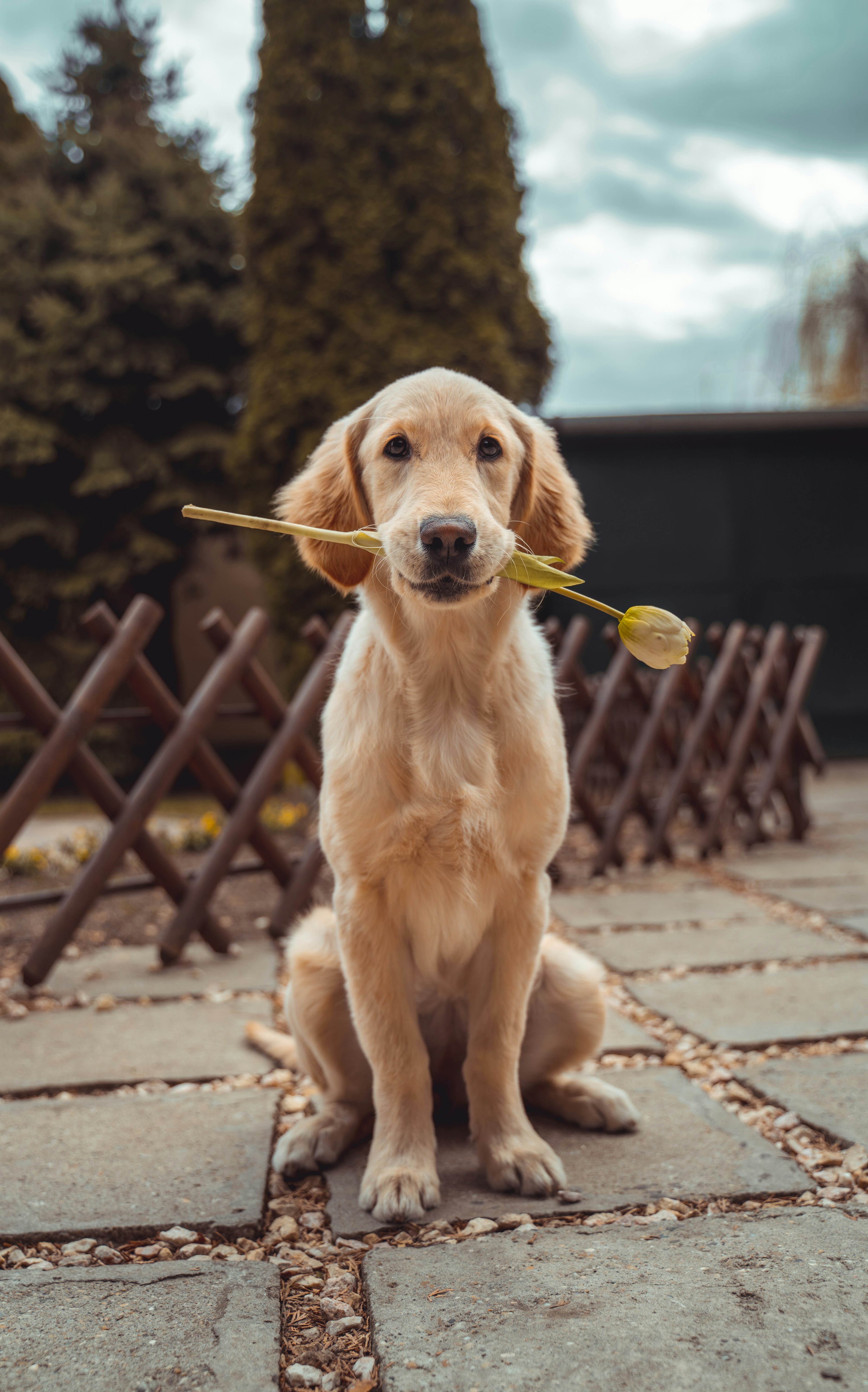 A golden labrador with a flower in his maw