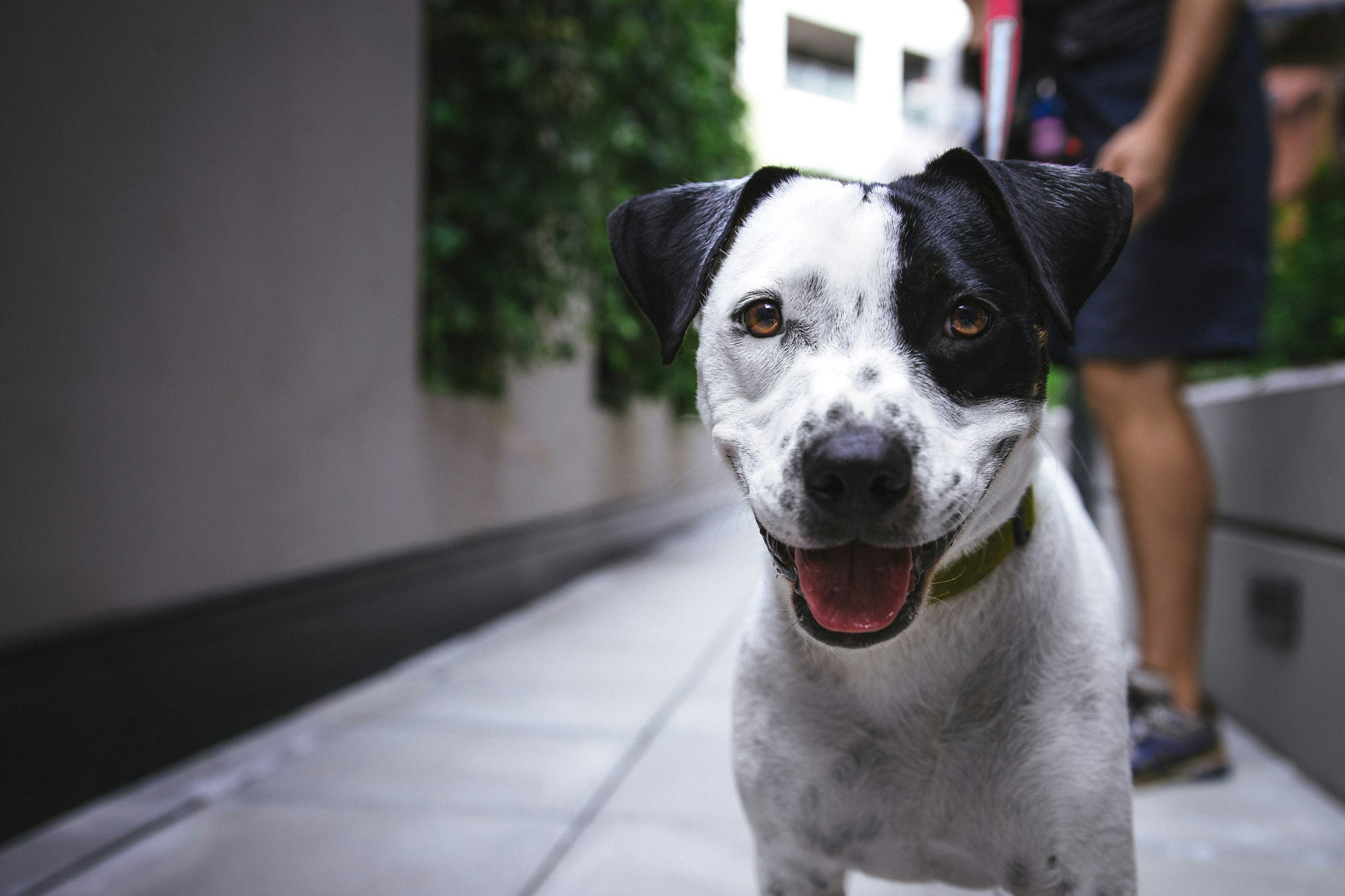 Dog in front of camera, with one eye and ears colored black and the rest colored white