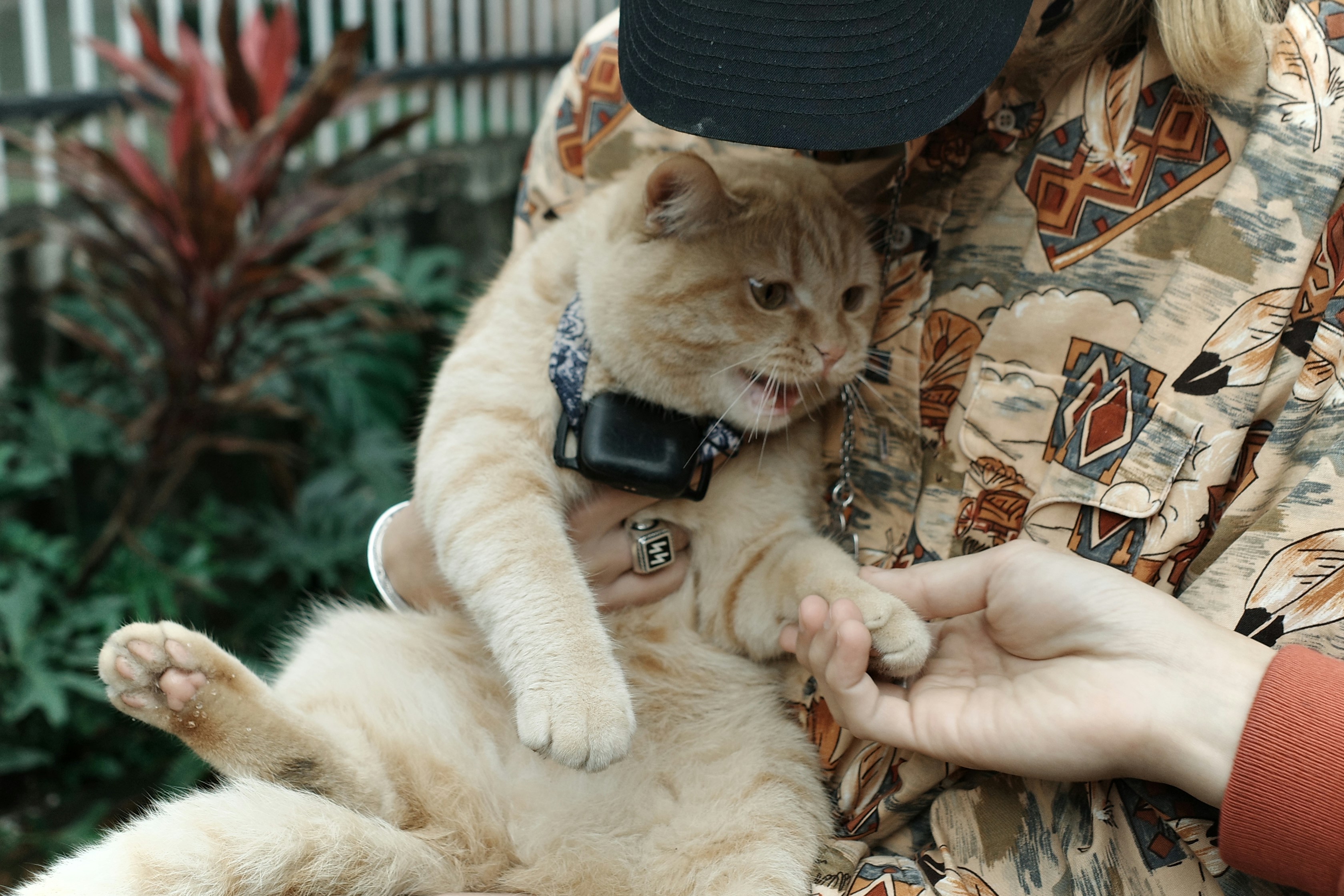 An orange cat held in the arms of a woman